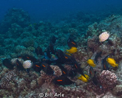 Canon G-10.  Two Ikelite DS51 strobes.l  Ikelite housing. by Bill Arle 